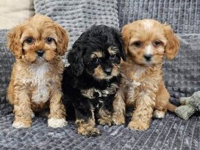 Cavapoo - Maltipoo