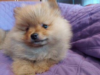 Špic, nemecký špic , oranžový špic, pomeranian