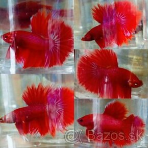 Betta Splendens -Bojovnica Pestrá