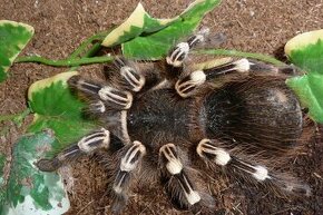 A. GENICULATA....vtáčkar , tarantula