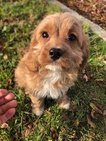 Cavapoo , kavapoo