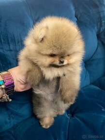 Pomeranian mini