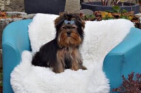 Yorkshire terrier