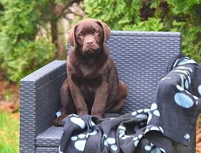 Labrador Retriever šteniatko