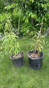 Bambus PHYLLOSTACHYS NIGRA