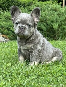 fluffy Francúzsky buldocek