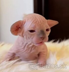 Kúpime Sphynx mačičku