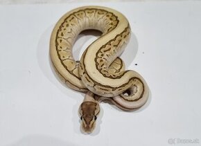 Python regius