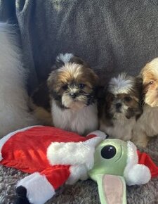 Šteniatka Shih Tzu