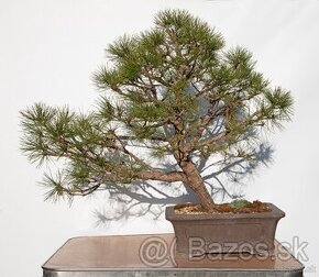 bonsai, bonsaj borovica - 1