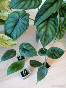 Alocasia / alokazia a ine kvety