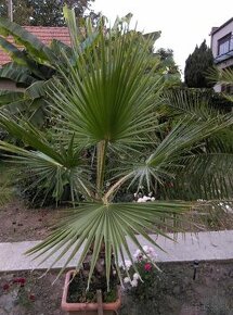 Washingtonia robusta