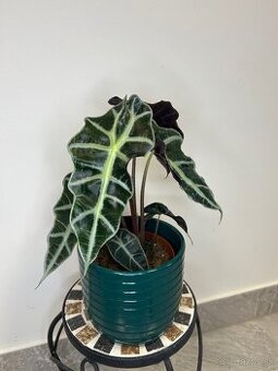 Alocasia polly