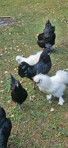 Ayam Cemani cierny mohut