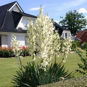 Juka vláknitá - Yucca - 1