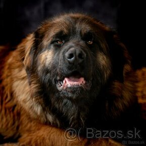 Leonberger bez PP ponuka krytia