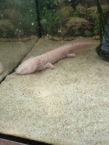 axolotl