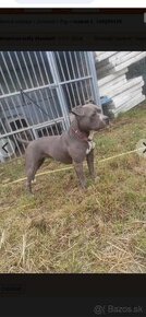 American bully standart