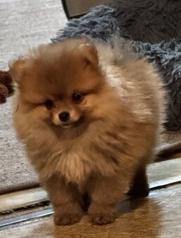 Pomeranian