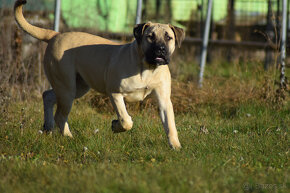 boerboel Ballotada - 2 krásné feny -6měsíců