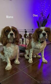 Predam šteniatka CAVALIER KING CHARLES SPANIEL