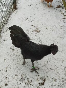 Ayam cemani