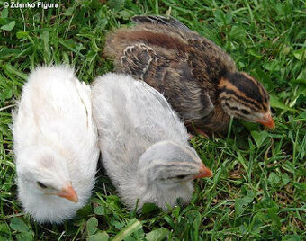 Perlička – Divoká kráska s ostrým zrakom a lahodným mäsom