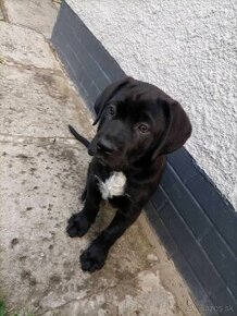 Canecorso