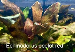 ECHINODORUS