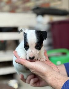 Jack Russell terrier