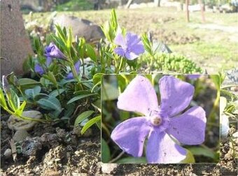 Zimozeleň menšia FloraSelf Vinca minor - 1