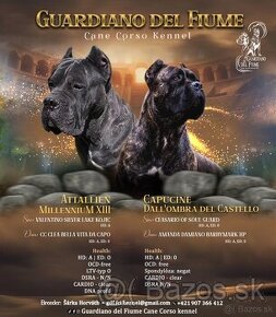 Cane Corso s PP