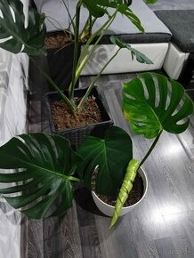 Monstera - 1