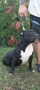 American Bully xl