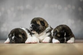 Americká akita vánoční štěňátka s rodokmenem