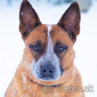 Austrálsky dobytkársky pes ACD CATTLE DOG