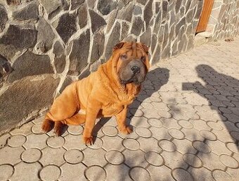 Shar-pei