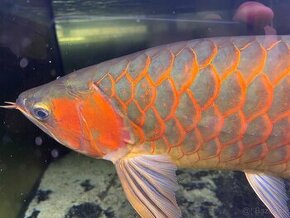 Arowana super red 60cm+