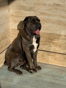 Cane Corso