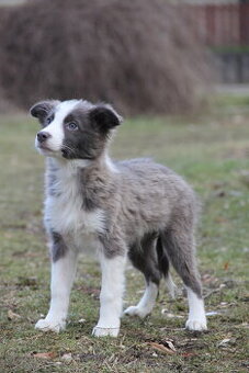 Border kólia,border collie,borderka bez PP