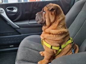 ⭐️SHAR-PEI šteniatko