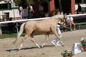 Top Welsh pony B kobyla na predaj