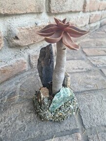 Echeveria atropurpurea bonsai - 1