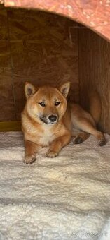 SHIBA INU