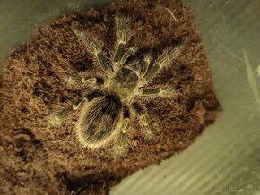 Grammostola pulchripes