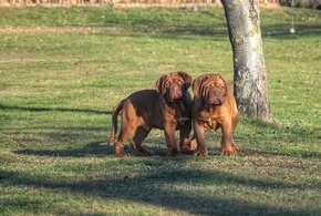 Dogue de Bordeaux, Bordeauxska doga, Bordo doga