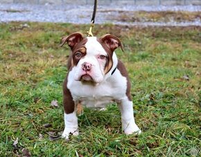 American Bully