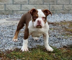 American Bully