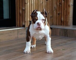 American Bully