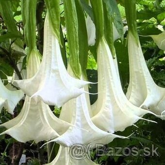 Anjelske truby - Brugmansia